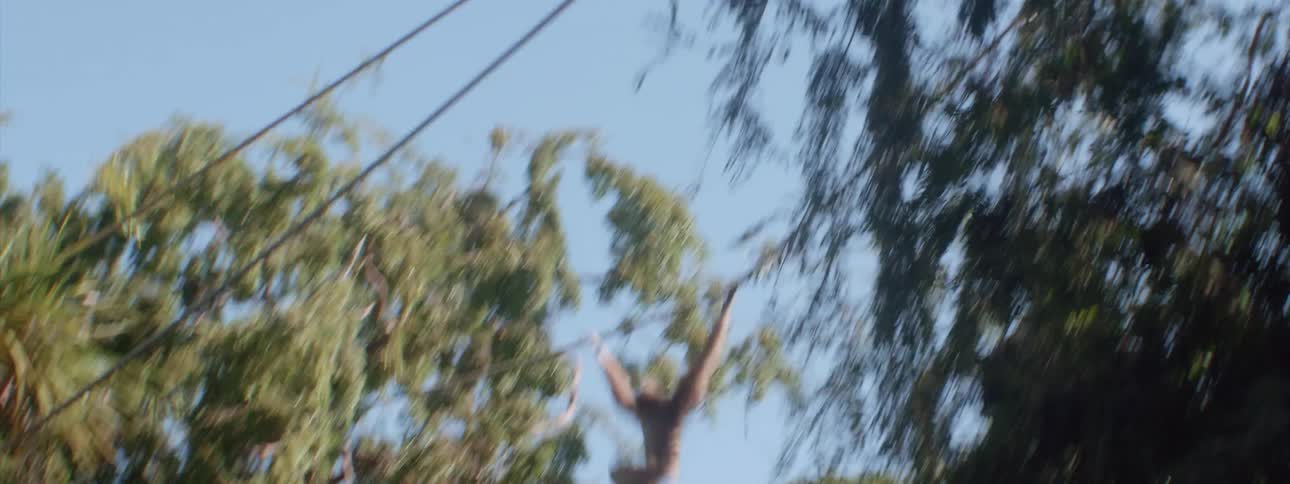 A monkey swings to the other tree
