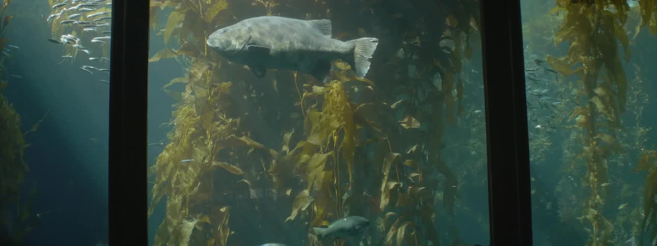 Fish swim behind glass in an aquarium