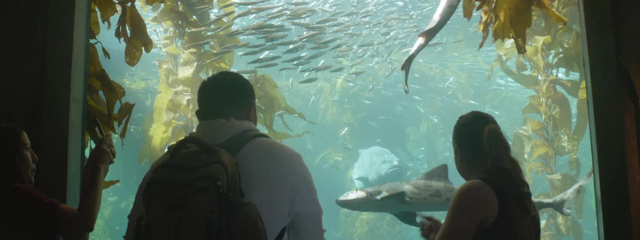 People watch fish swim in an aquarium