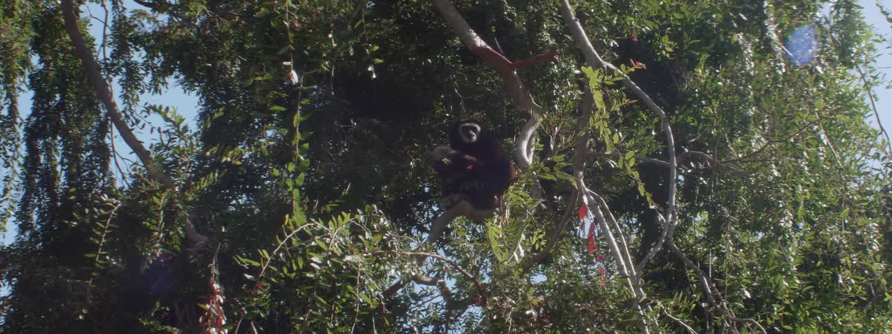 A monkey sits up high in a tree while eating