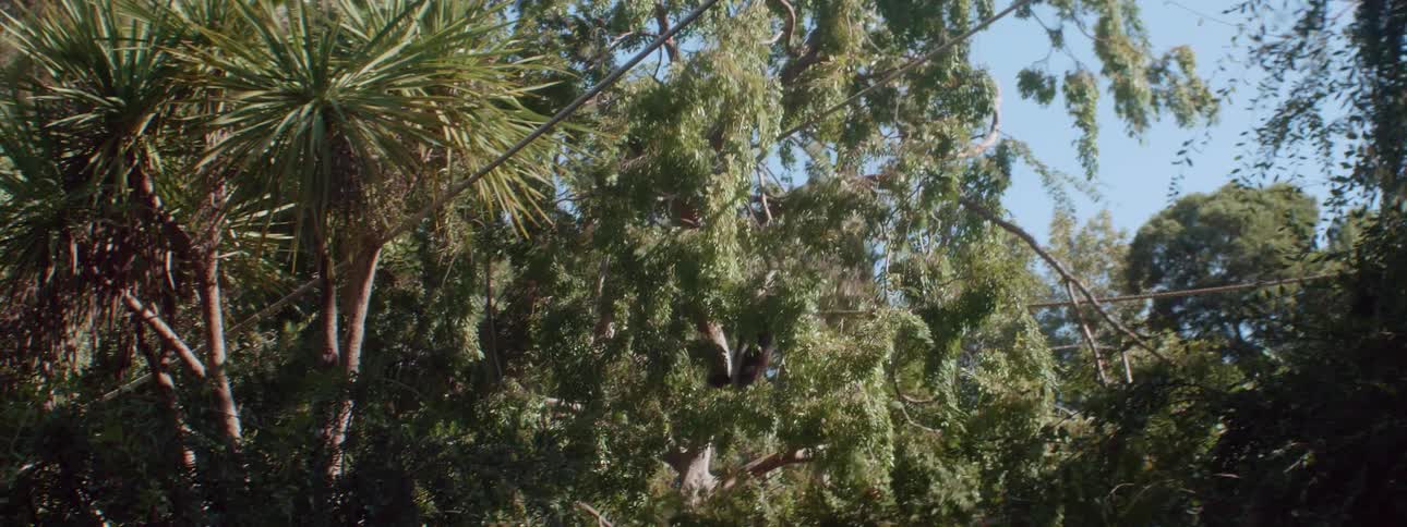 Monkeys climb through the trees