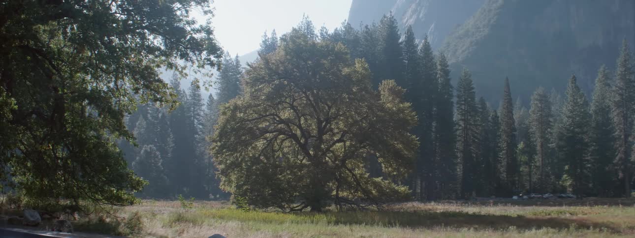 A meadow with a large tree in the middle is surrounded by an evergreen forest