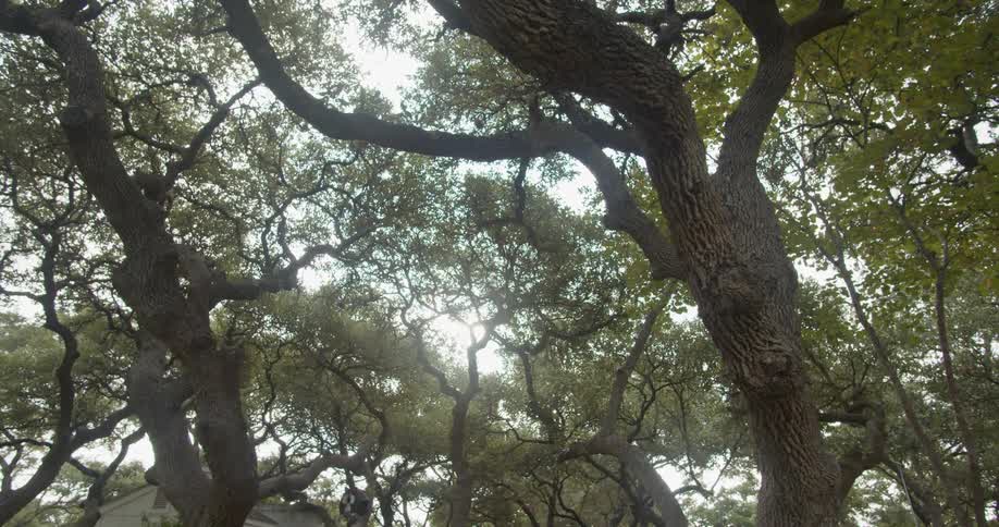 A canopy of several trees next to a house