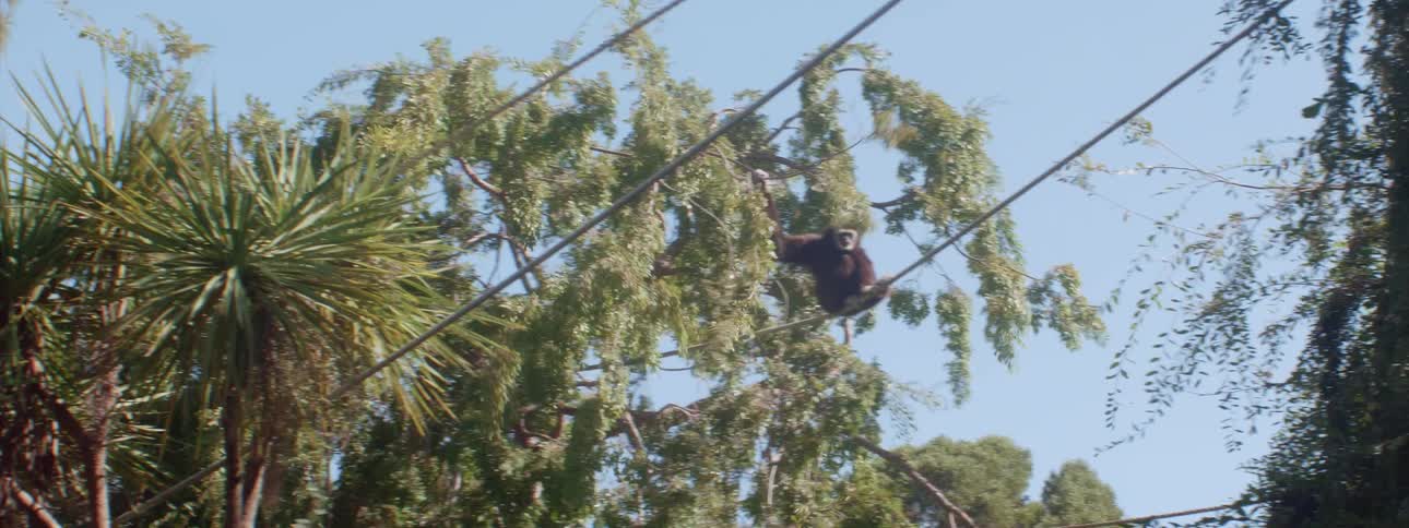 A monkey swings from power lines