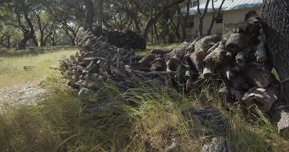 Static shot of a log
