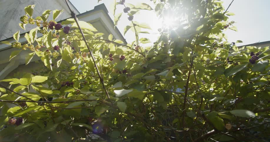 Sunlight shines through fruit tree branches near large two story house