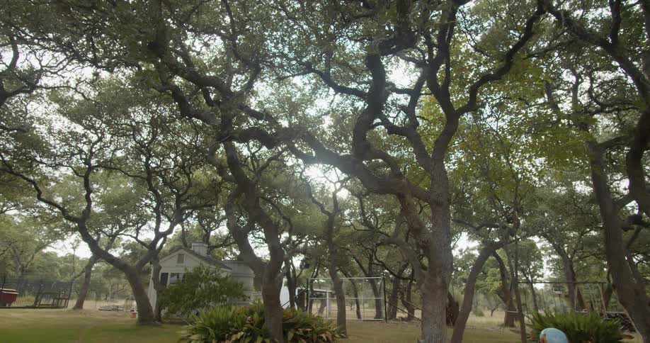 Tall trees with twisted branches on backyard at day