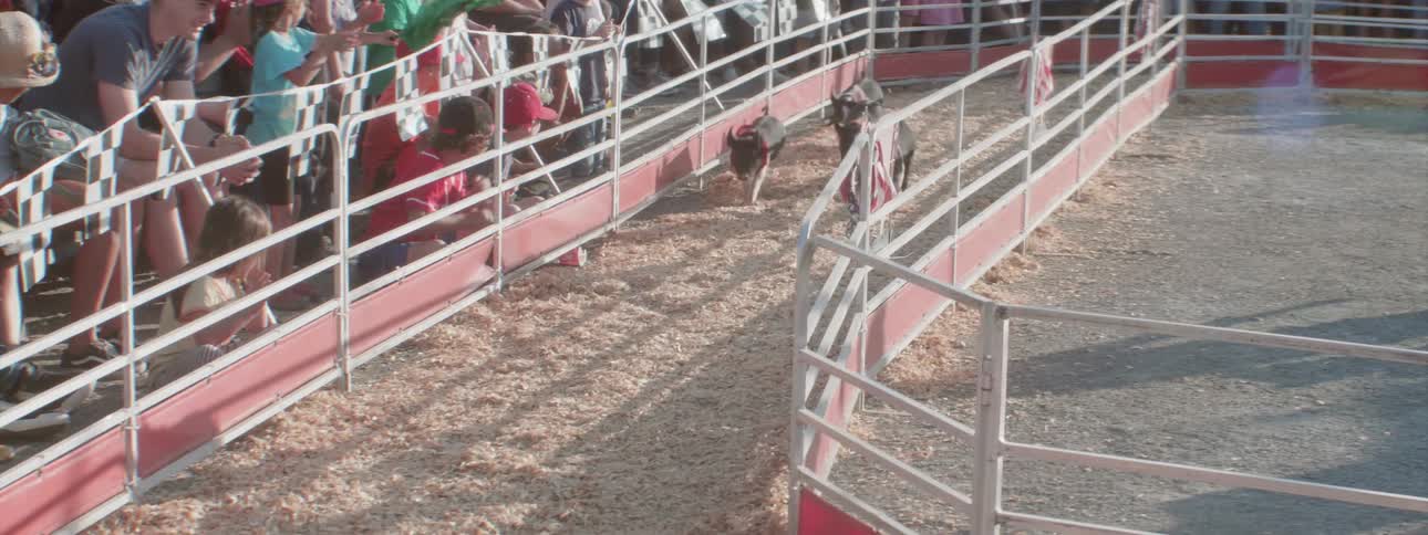 A crowd watches pigs race in a pen