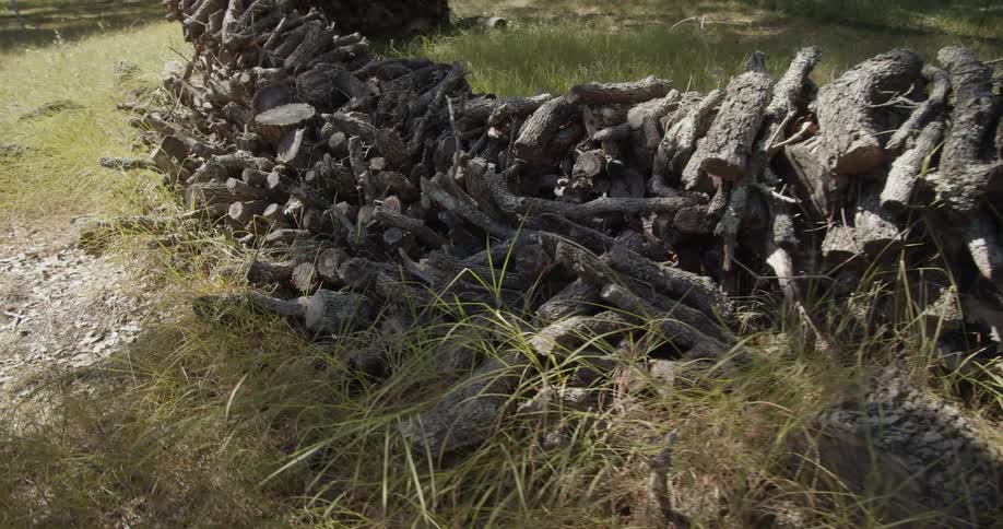 Rotating around a pile of sticks in a forest
