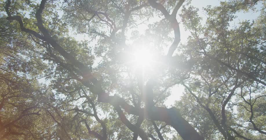 The sun shines through green leaves and tree branches