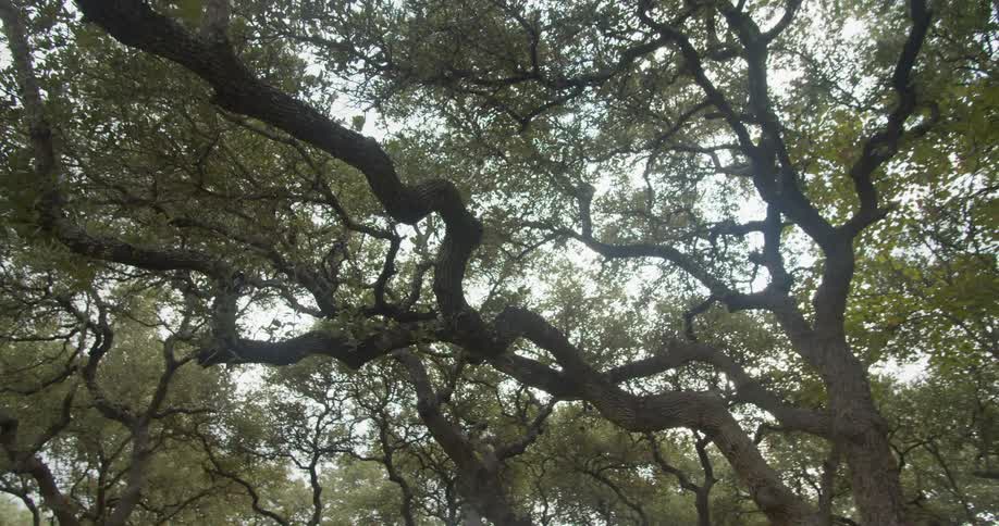 The branches are long and full of green