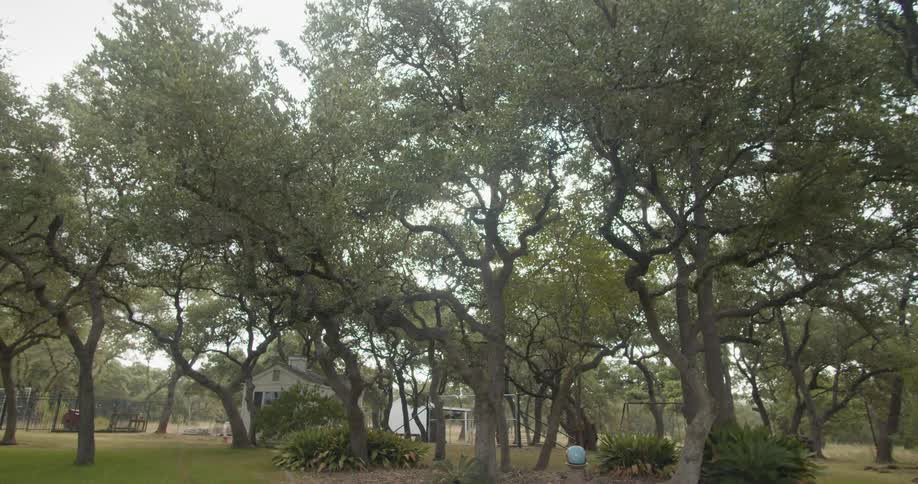 A group of trees before a house in a rural area