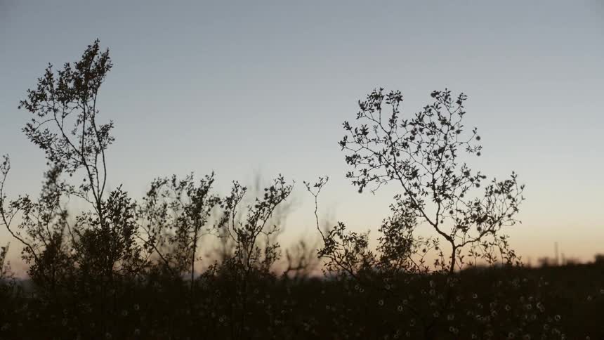 The silhouette of some plants can be seen against the horizon as they sway in the wind