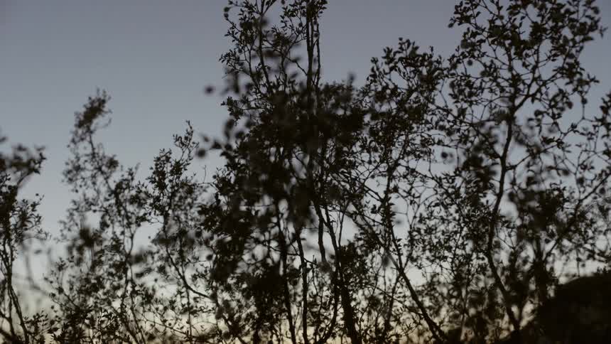 A tall plant blows in the breeze