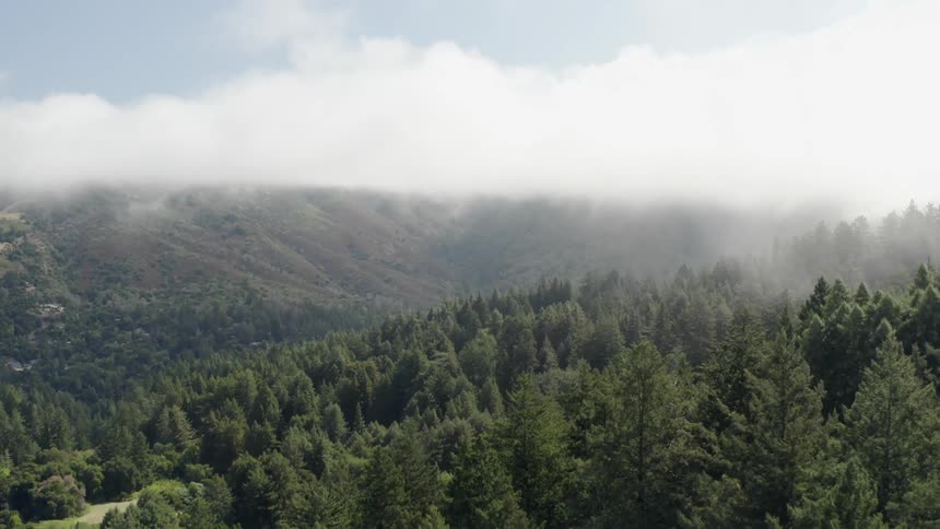 Low clouds are shown over a hillside with trees