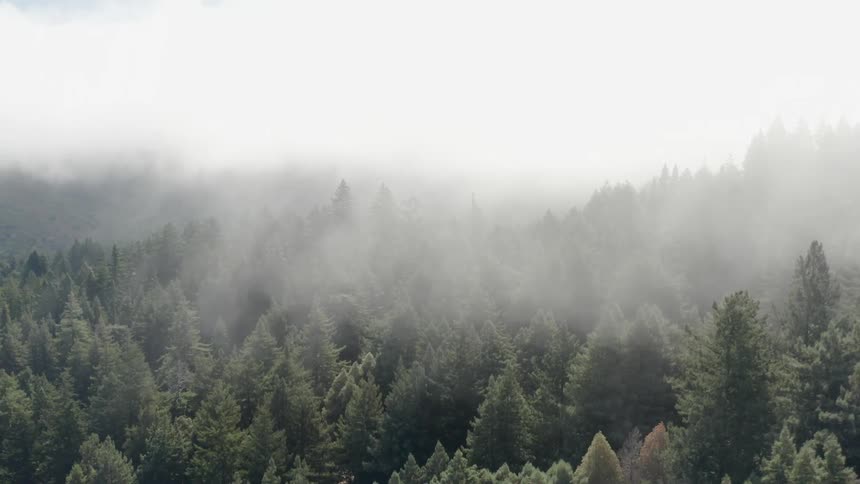 Smoke rolls over the treetops