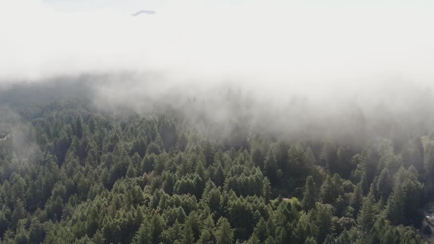 A forest seen from above through thin clouds