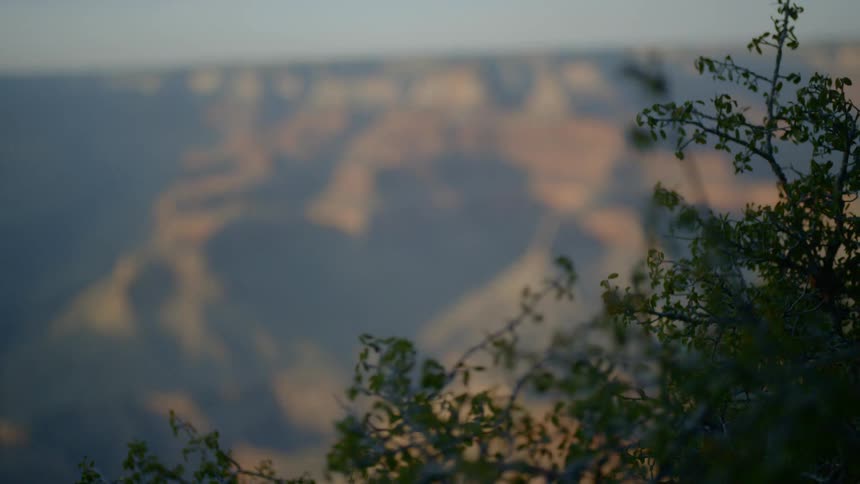The grand canyon and shrubs