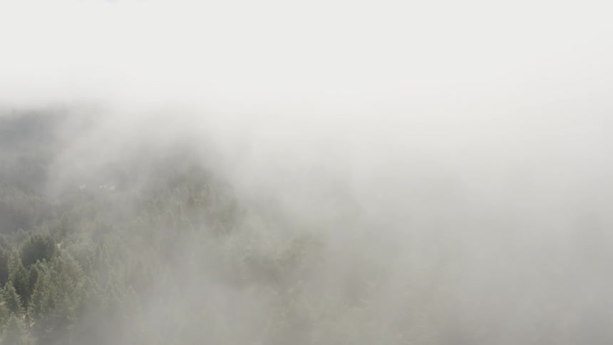Low hanging clouds canvas an evergreen forest