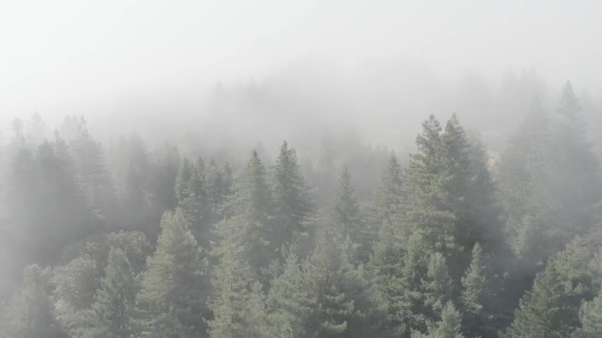Aerial view of pine forest covered in mist