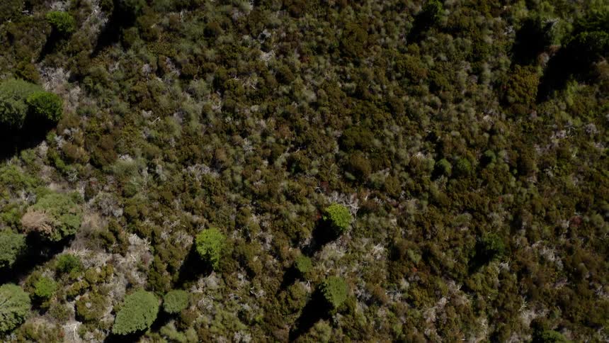 Birds eye view of trees and bushes