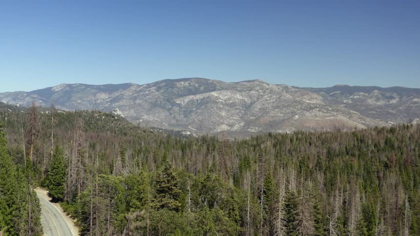 The tall trees lead to a mountain range