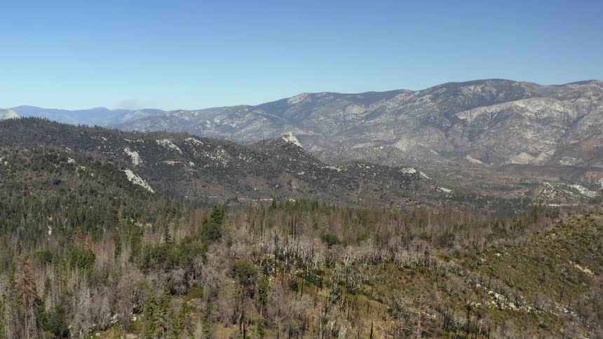 A forest in front of the mountains