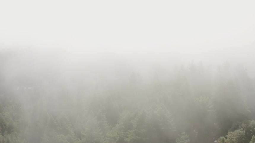 Mist is covering the forest area