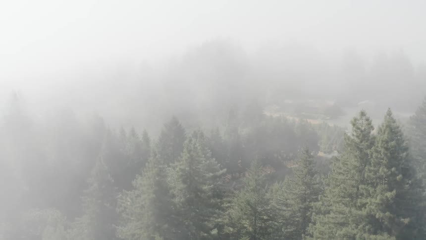 Fog covers a forested area