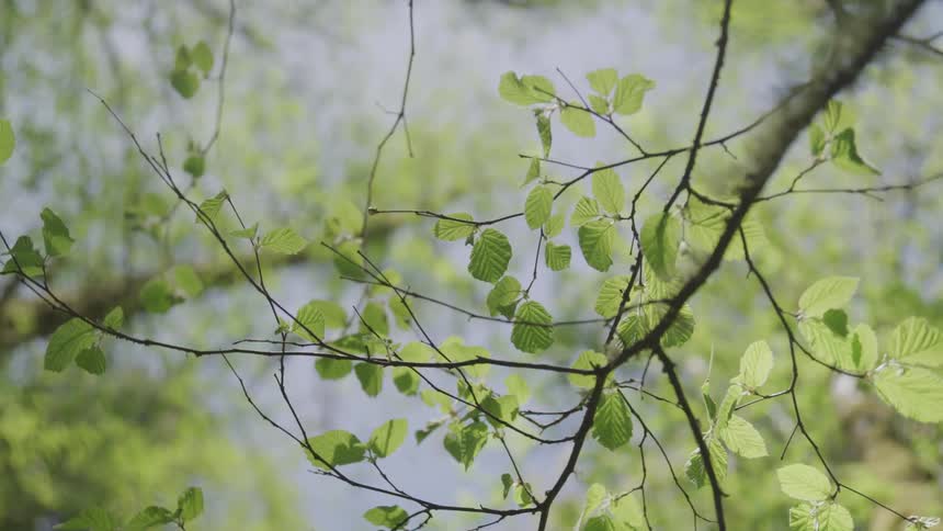 The green leaves of the tree sway gently in the wind