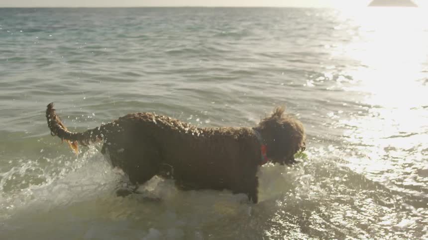 A dog fetching a tennis ball in water