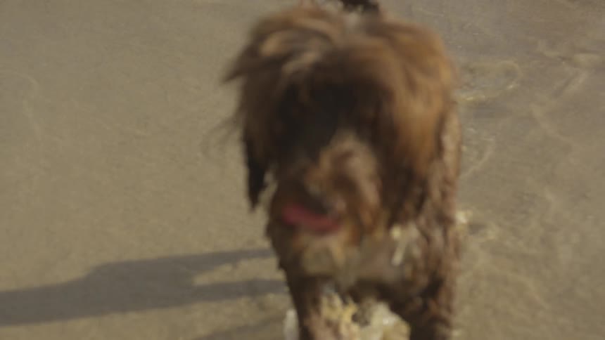 A wet dog drops a yellow tennis ball wall running out of the water away from a man on a surfboard