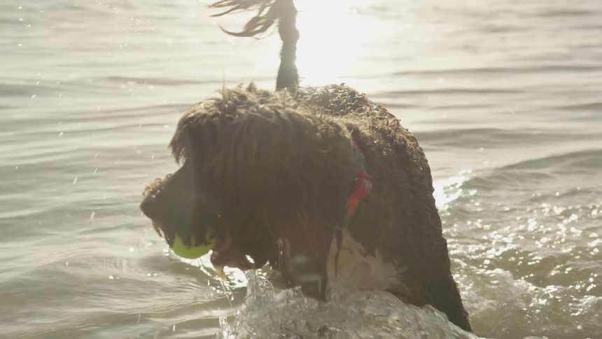 Dog walking in water at the beach with ball in its mouth