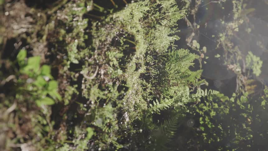 Water droplets fall from various plants