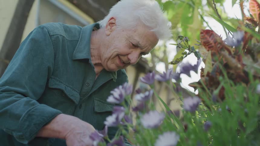 An elderly man with white hair is pruning flowers in his garden outside