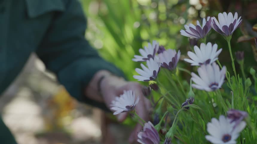 A gardener clips small buds from flowers