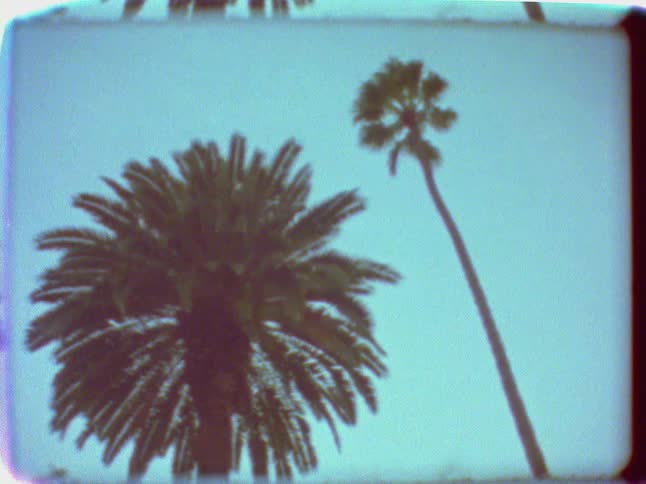 An upward view of the tops of two palm trees