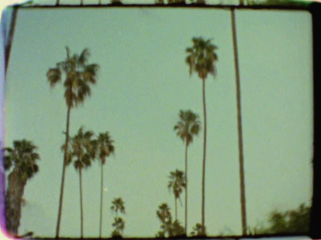 Palm trees line the road