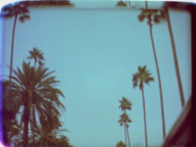 View of the tops of palm trees on a sunny day