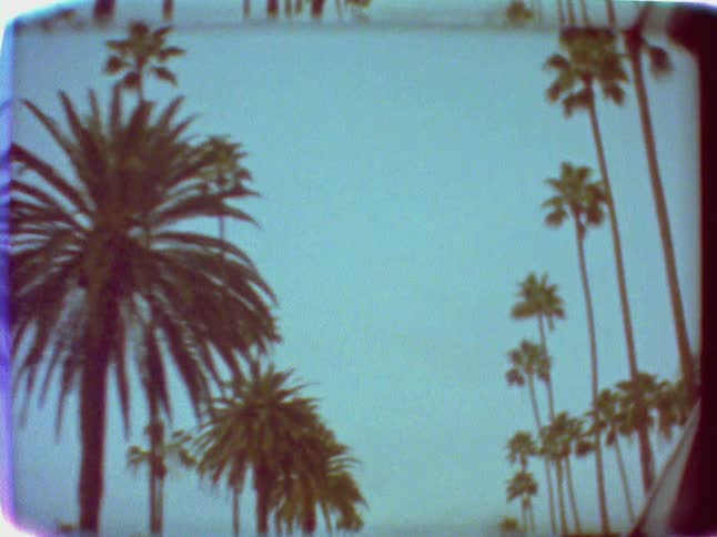 Palm trees and street lights line a city street