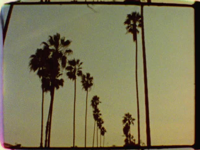 An old camera film shot of palm trees