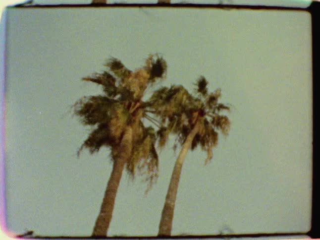 Old film of palm trees blowing in the wind