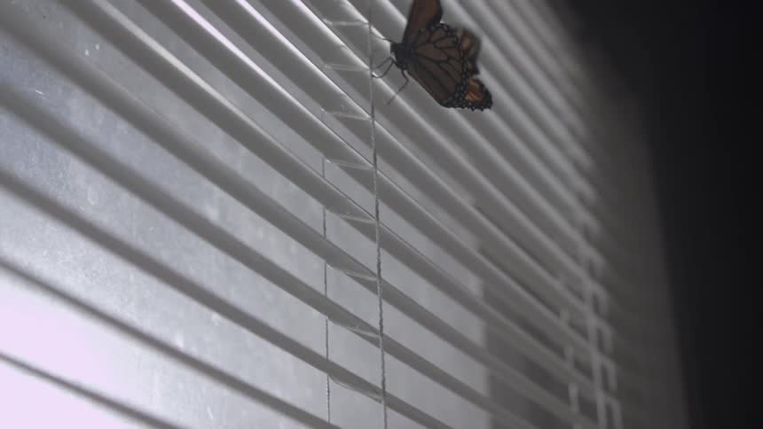 A butterfly flutters on window blinds