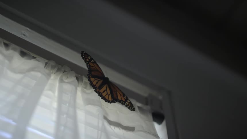 A butterfly on a curtain