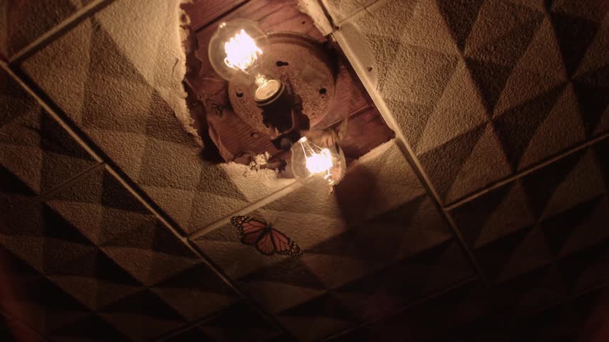 Butterflies flying around lit light bulbs