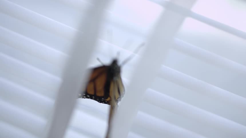 A butterfly on blinds