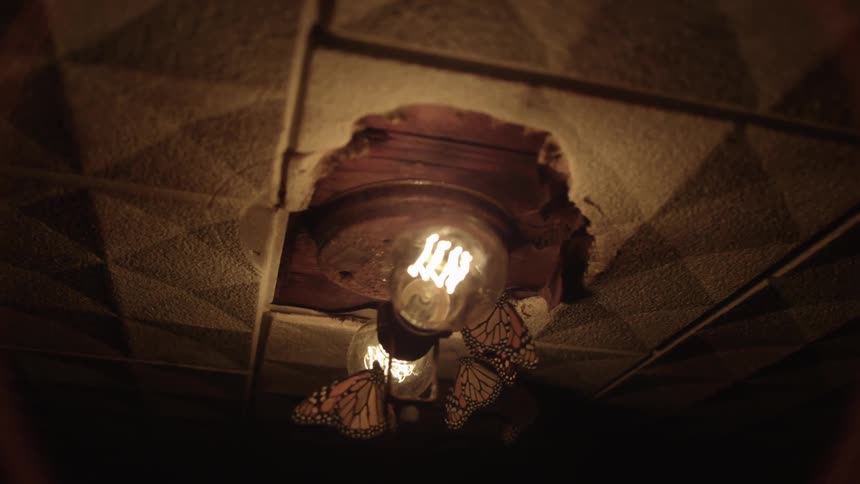 Butterflies flutter near lightbulbs