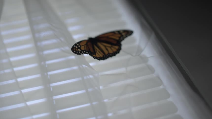 A butterfly sits on window curtains