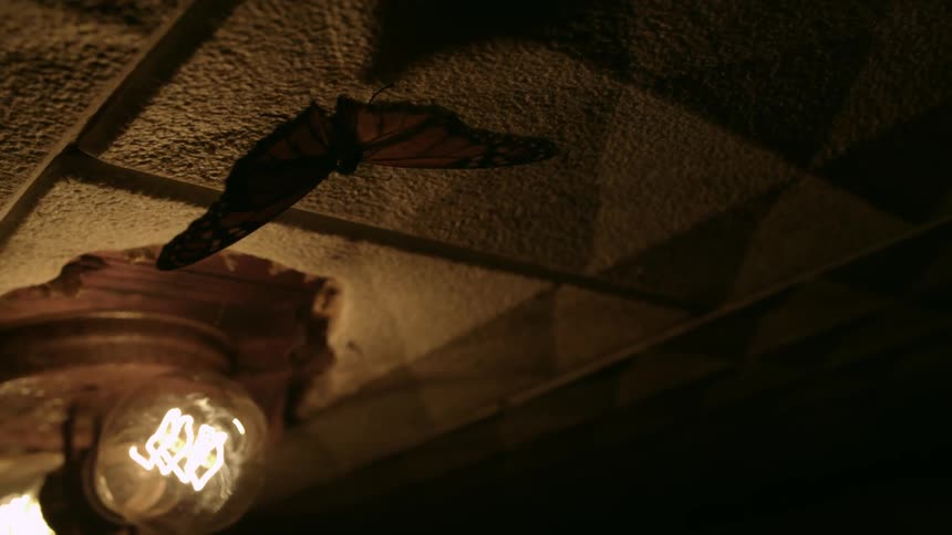 A butterfly opens and closes its wings next to illuminated light bulbs