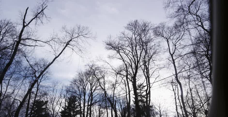 Passing under leafless trees on a cloudy day